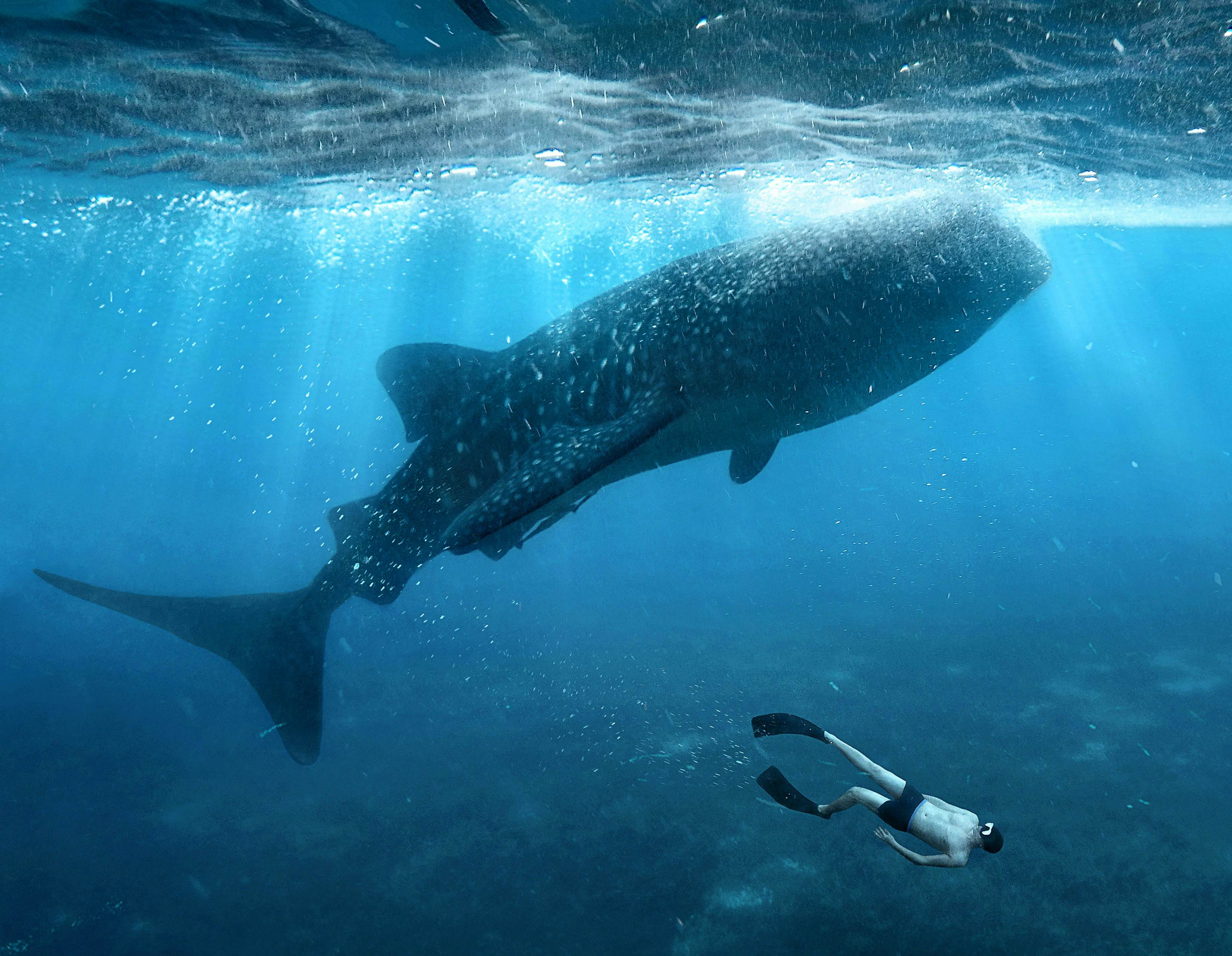 The best places to swim with whale sharks Lonely